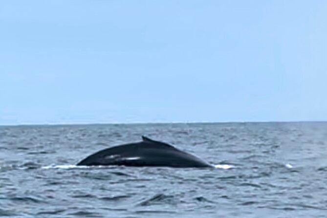 4 Days Adventure and Whale Watching in Nuqui - Reviews and Ratings Overview