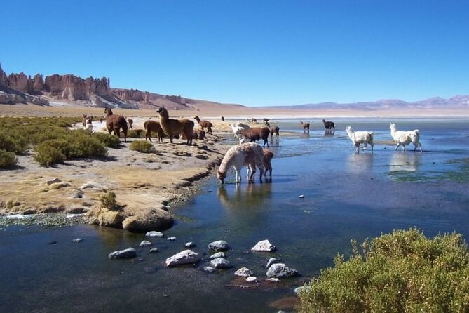 4 Tours to Discover Atacama (3 Days) - Geysers and Hot Springs Adventure