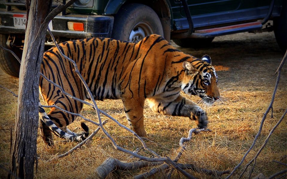 7 Days India Taj Mahal Tour With Ranthambore Tiger Safari - Inclusions, Pricing, and Itinerary