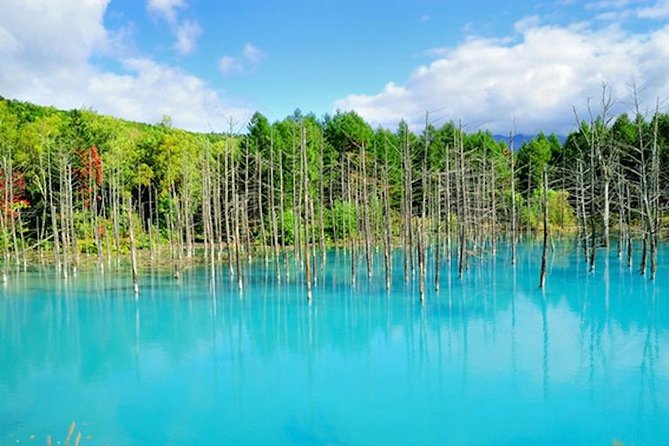 A Relaxing Day for Furano, Biei Blue Pond& Local Curry Lunch in Hokkaido! - Logistics and Tour Recommendations