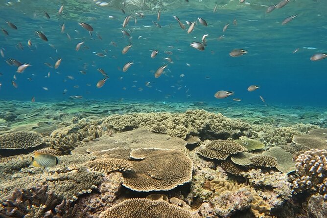 Afternoon Half Day Snorkel Trip in Naha - Customer Reviews and Feedback