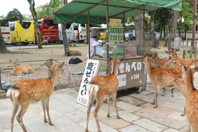 Arashiyama & Yasaka Shrine & Nara & Todaiji Day Trip From Osaka - Nara Deer Park Exploration