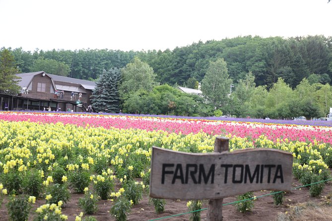 Asahiyama Zoo, Blue Pond, Farm Tomita, Ningle Terrace (from Sapporo) - Ningle Terrace Exploration