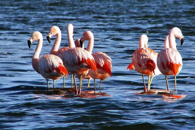 Bull Lagoon and Flamingo-Watching 4x4 Vehicle Tour From Salta (Mar ) - Included Amenities