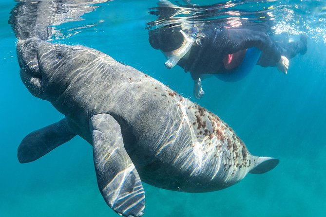 Crystal River Guided Swim With the Manatees - Customer Feedback