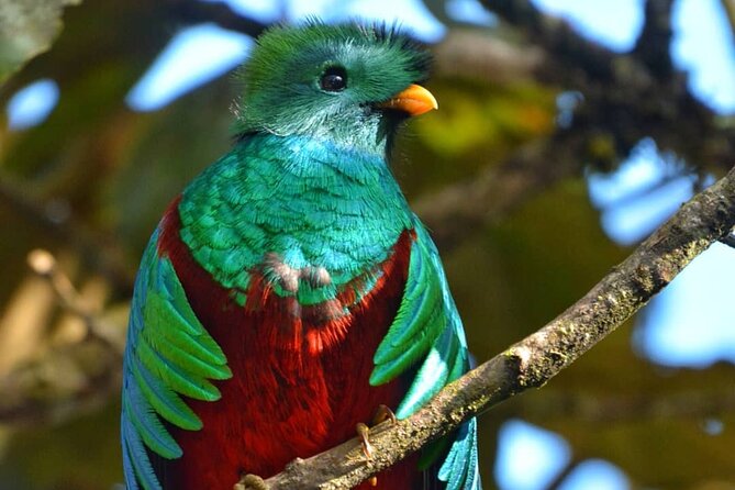 El Quetzal Birdwatching Tour From Guatemala City - Guatemalas National Bird - Traveler Reviews