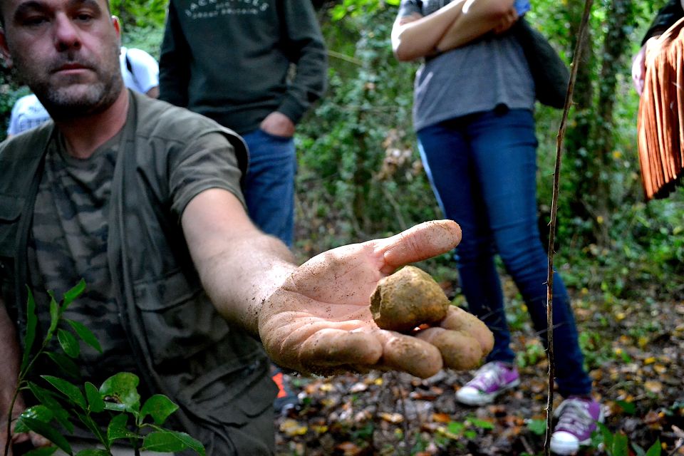 Florence: Truffle Hunting Tour, Wine Tasting, and Lunch - Additional Information