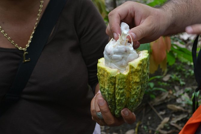 From Cacao to Chocolate: Private Tour in Manta - In-Depth Tour Overview