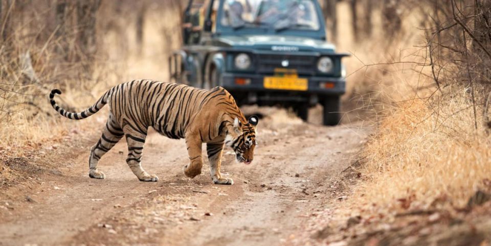 From Delhi: 3-Days Private Ranthambore Wildlife Safari Tour - Enhanced Wildlife Experience Offered