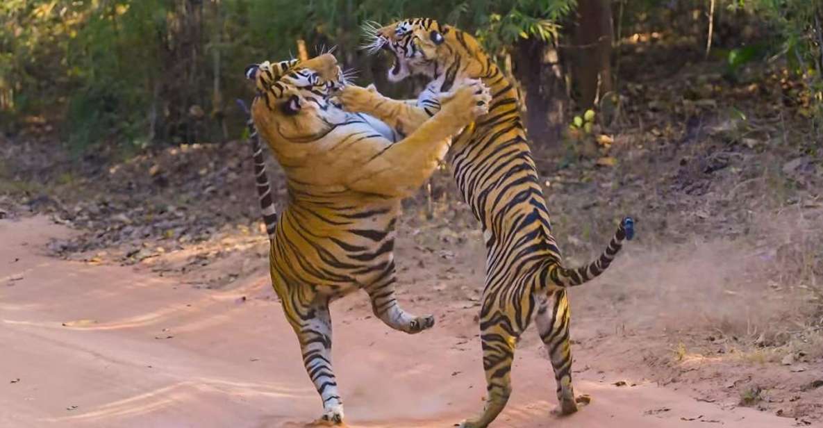 From Delhi: 3 Days Tour of Ranthambore Tiger Safari - Exploration of Ranthambore National Park