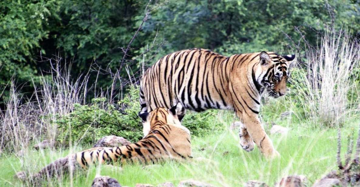 From Delhi: 4 Day Golden Triangle & Ranthambore Tiger Safari - Inclusions and Logistics