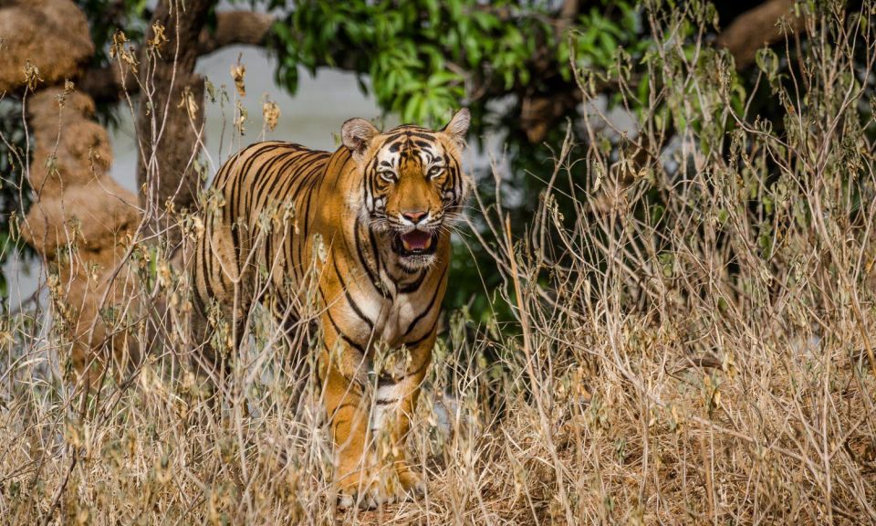 From Delhi: 4-Day Golden Triangle & Ranthambore Tiger Safari - Full Itinerary Description