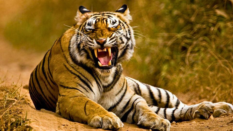 From Delhi: 5-Days Golden Triangle Tour With Tiger Safari - Detailed Itinerary Highlights