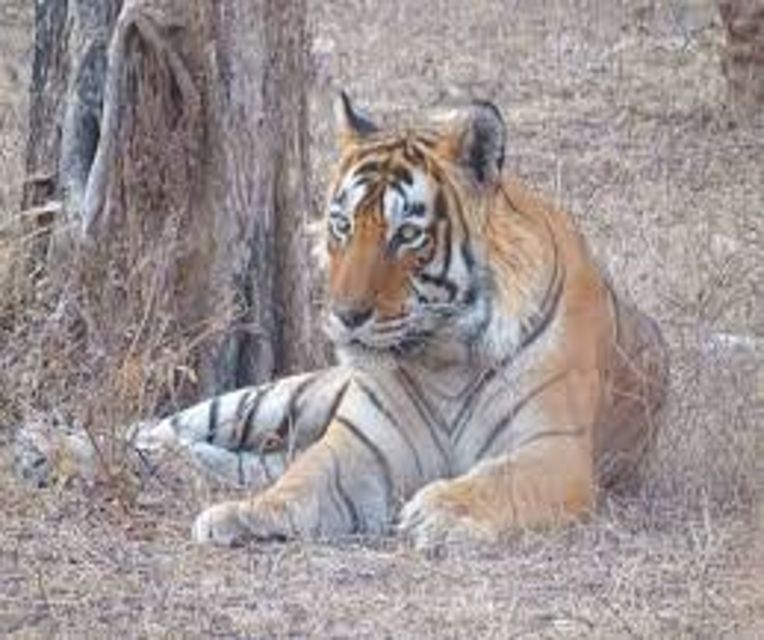 From Delhi: 5 Days Golden Triangle W/Ranthambore Tiger Safai - Agra Exploration