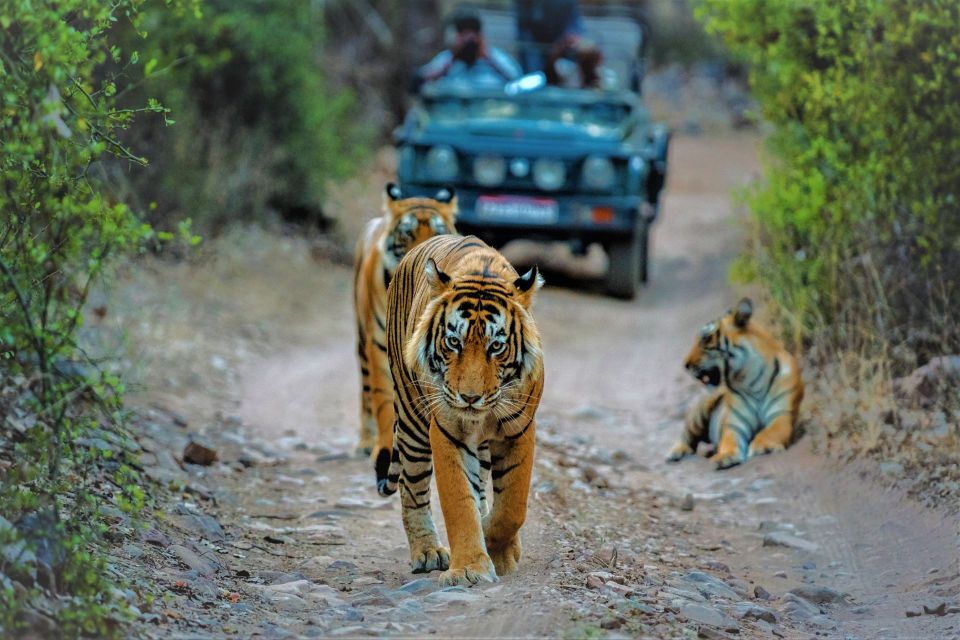 From Delhi: Agra, Jaipur With Tiger Jungle Safari - Booking Information and Options