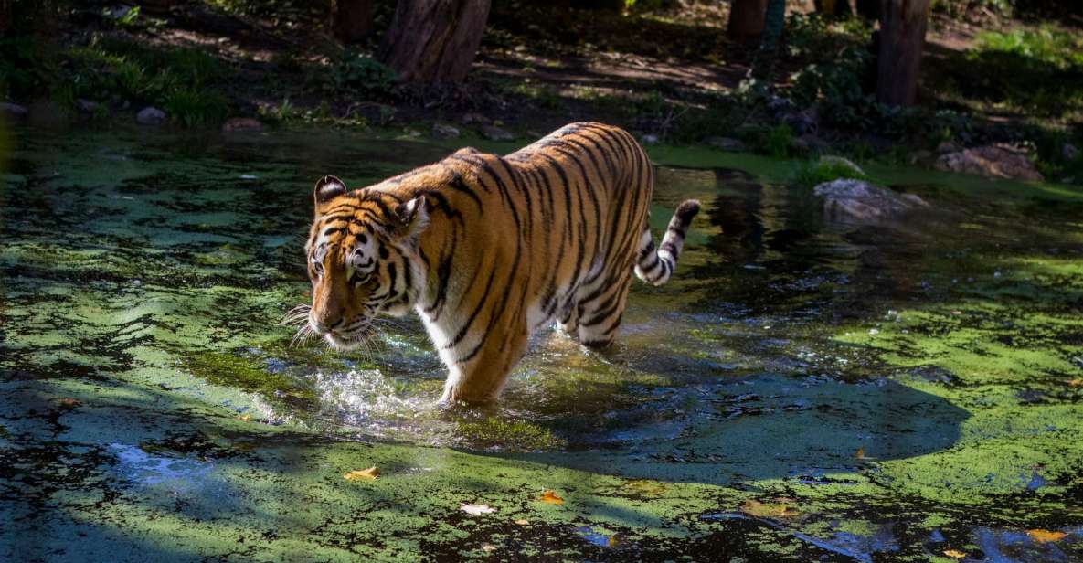 From Delhi: Golden Triangle Private Tour With Tiger Safari - Inclusions for a Comfortable Experience