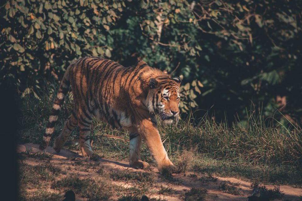 From Jaipur : 2 Days 1 Night Ranthambore Tiger Safari Tour - Highlights