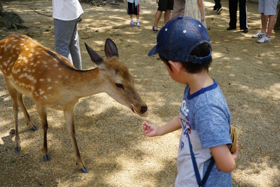 From Kyoto: Nara Guided Half Day Bus Tour - Booking and Cancellation Policy