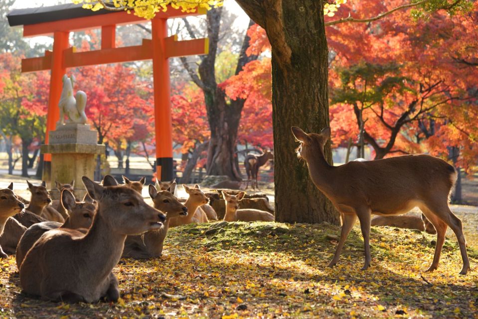 From Osaka or Kyoto: Kyoto & Nara 1 Day Bus Tour - Full Tour Description