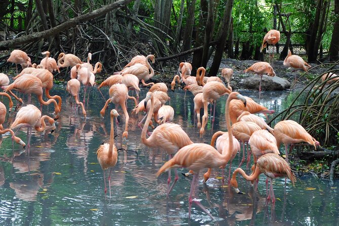 Full Day for Bird Watching With Visit to Isla Baru - Bird Watching Experience