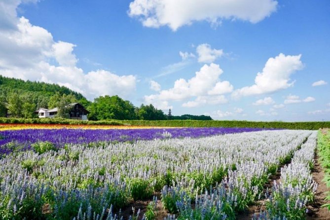 Hokkaido Highlights of Flower Blossom, Asahiyama Zoo & Blue Pond "Aoi-ike"! - Craft Cottages Exploration