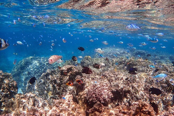 [Ishigaki] Mangrove SUP/Canoe Phantom Island Snorkeling - Safety Guidelines