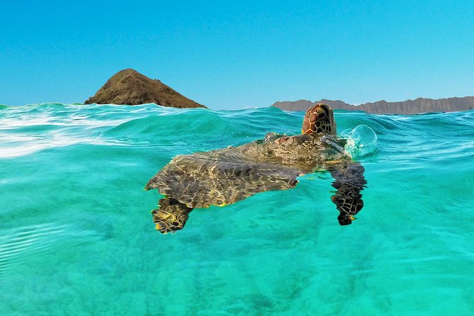 Kayaking Tour of Kailua Bay With Lunch, Oahu - Safety Guidelines