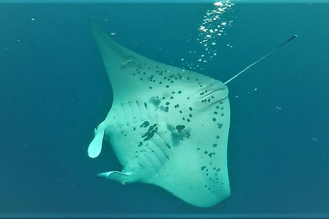 Keauhou Manta Ray Night Snorkel - Experience and Requirements