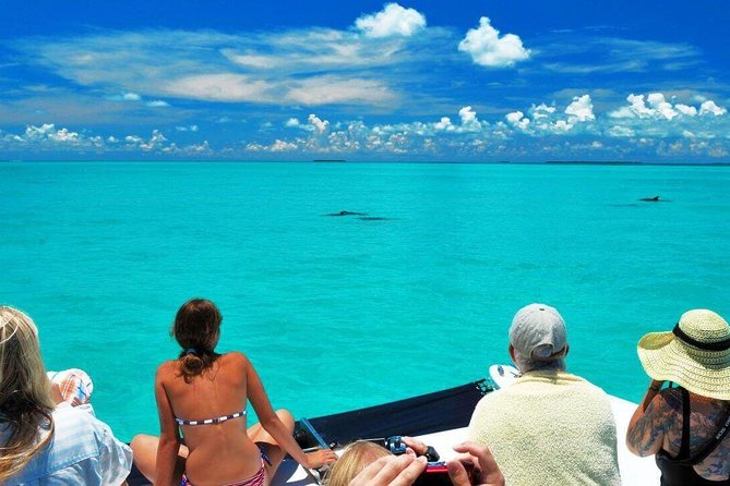 Key West Dolphin Watch and Snorkel Cruise - Customer Feedback