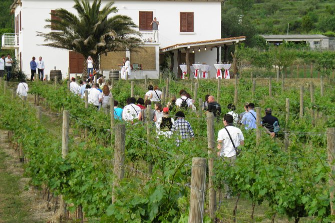 Konavle Valley Wine Tour From Dubrovnik With Train Ride and Wine Tasting - Tour Highlights