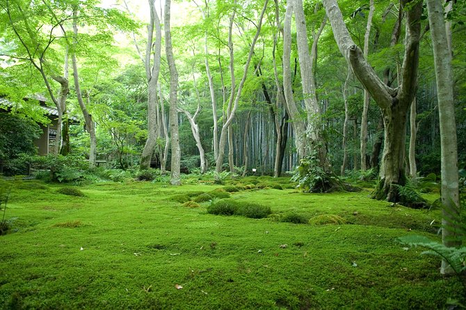 Kyoto Bamboo Forest Electric Bike Tour - Tour Guides