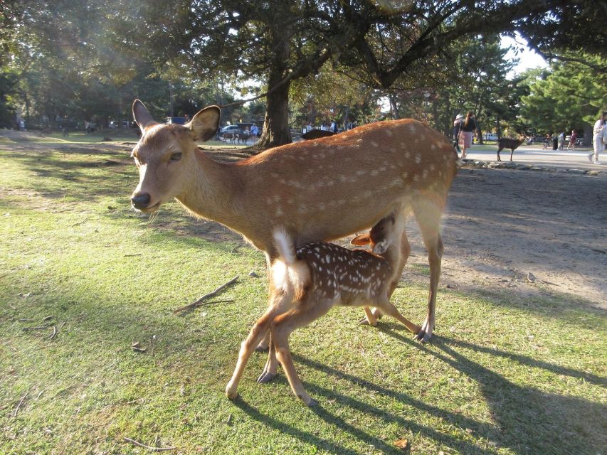 Kyoto-Nara: Great Buddha, Deer, Pagoda, 'Geisha' (Italian) - Guide Information