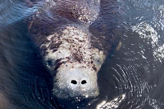 Manatee Sightseeing and Wildlife Boat Tour - Logistics and Meeting Point