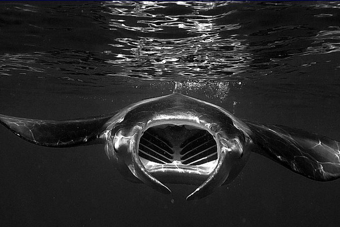 Manta Magic - Night Manta Ray Snorkel At Manta Village, Kona, Hawaii - Reviews and Recommendations