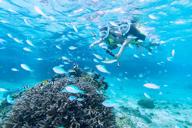 Miyakojima / Snorkel Tour to Enjoy Coral and Fish - Coral Reef Exploration