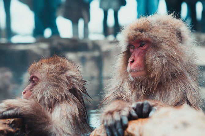 Nagano Full-Day Cycling Tour With Snow Monkey, Obuse Town, Apple Orchards - Logistics Information