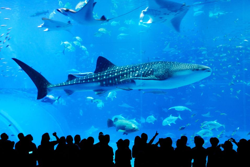 Naha: North Okinawa Sightseeing Tour & Churaumi Aquarium - Review Summary