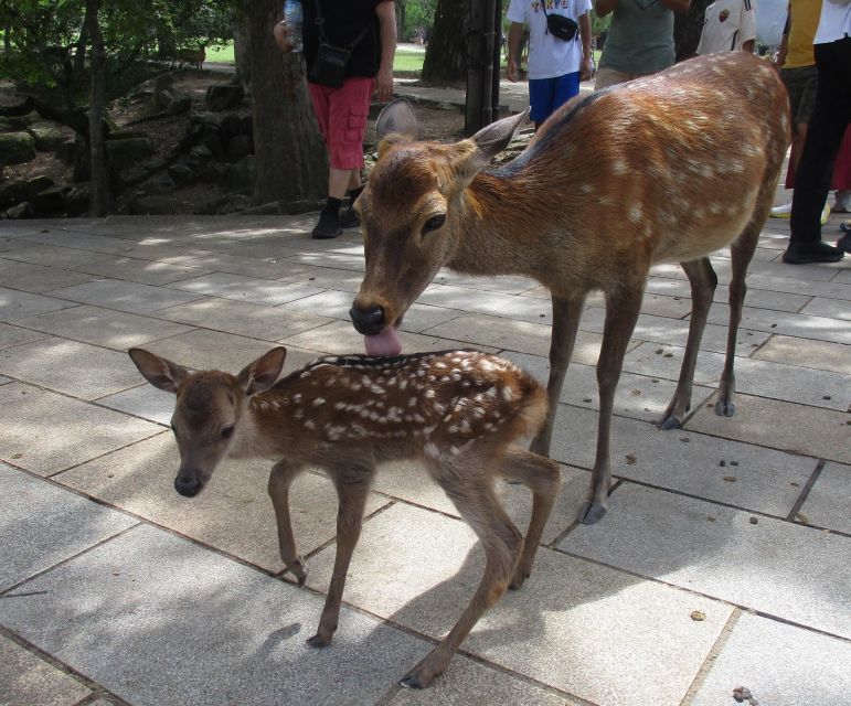 Nara: Giant Buddha, Free Deer in the Park (Italian Guide) - Tour Highlights