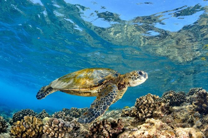 North Shore Circle Island Adventure Including Snorkeling With the Turtles - Practical Tips and Information