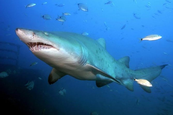 Oahu Shark Dive - Experience Highlights