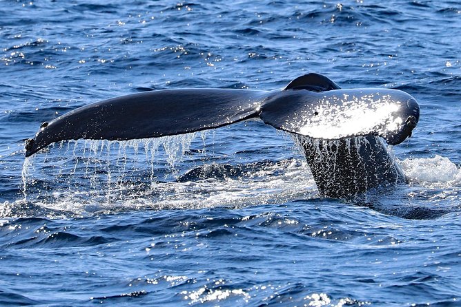 Okinawa Whale Watching From Naha - Cancellation Policy