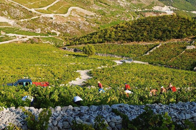 Oysters and Wine Tour From Dubrovnik (Small Group) - Common questions