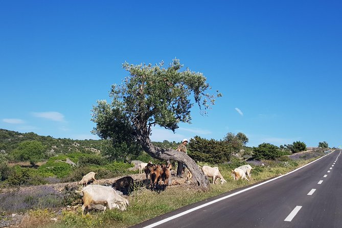 Private Hvar Island Tour and Olive Oil Tasting - Last Words