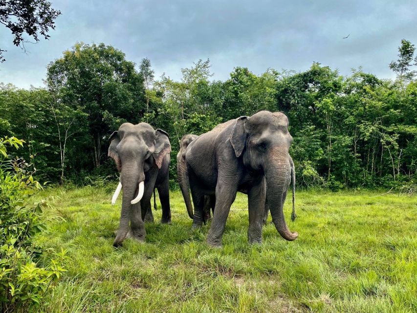 Siem Reap: Kulen Elephant Forest & Tonlesap Lake - Visitor Reviews