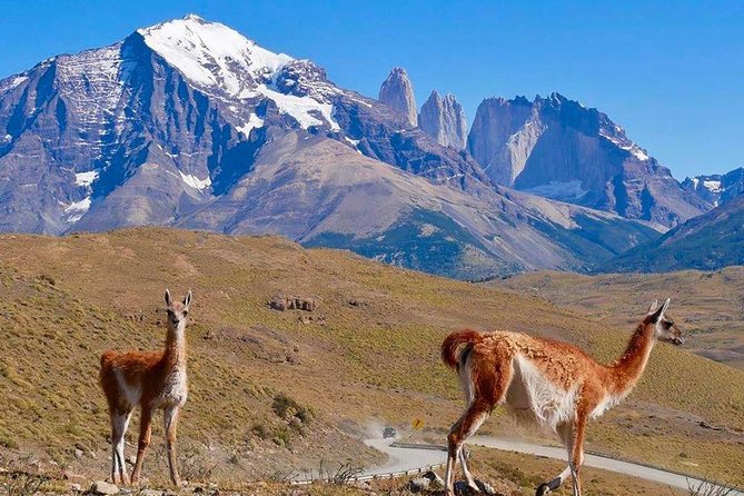 Torres Del Paine Tour From Punta Arenas - Last Words