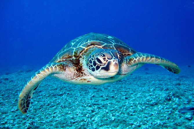 Turtle Snorkeling Adventure in Waikiki (Boat Tour) - Additional Information