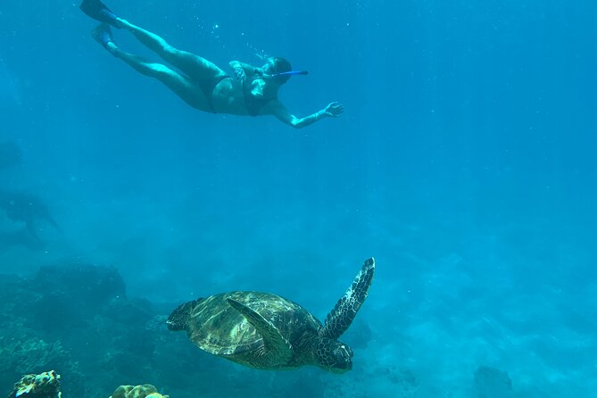 Turtle Town Snorkel With Photo and Video - Cancellation Policy