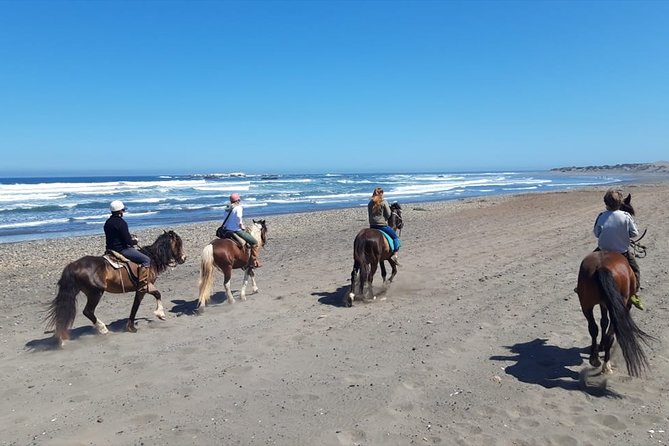 Valparaiso, Chile Cruise Port to Beach Horseback Riding Tour  - Valparaíso - Common questions