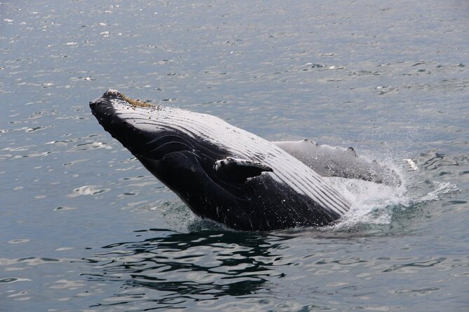 Whale Watching Tour in Gloucester - Customer Feedback