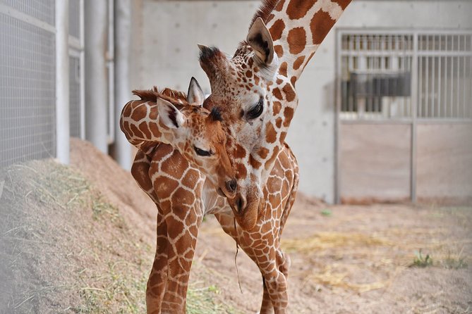 Yokohama Zoo Zoorasia Admission Ticket - Cancellation Policy